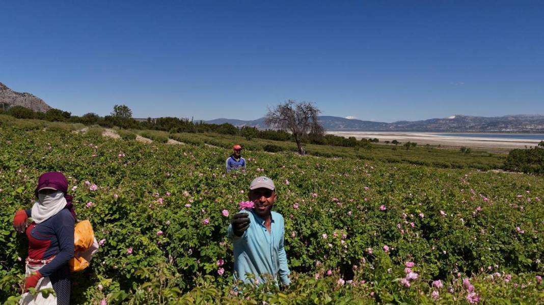 Göl manzaralı, gül kokulu bahçelerde hasat keyfi! Litresini 12 bin euroya satıyorlar 7